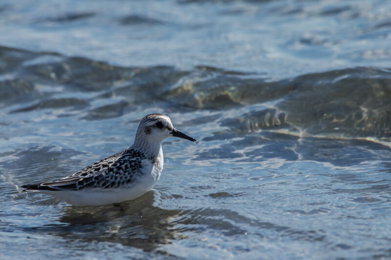 Bécasseau sanderling